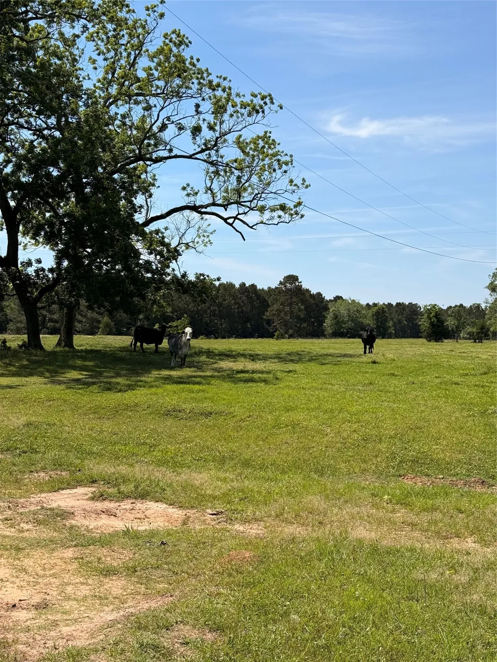 720 Haggerty Road Karnack, TX 75661