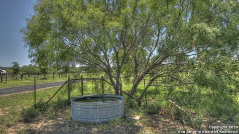 319 river tree