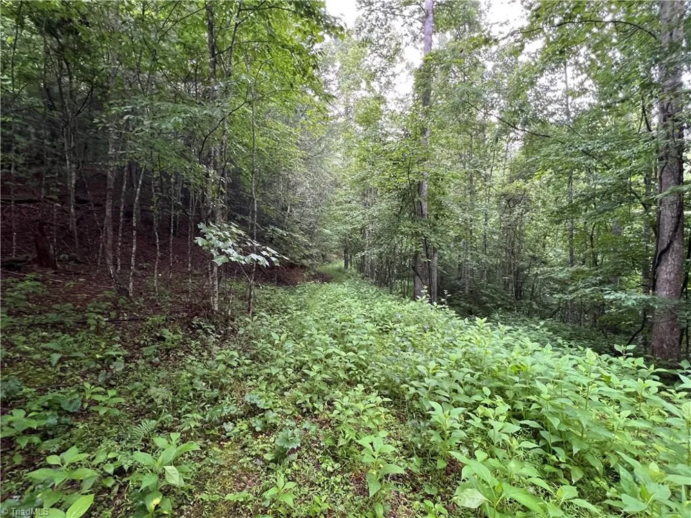 TBD Staghorn Road Purlear, NC 28665