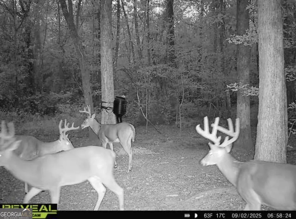 0 Jenkins Farm RD Byromville, GA 31007