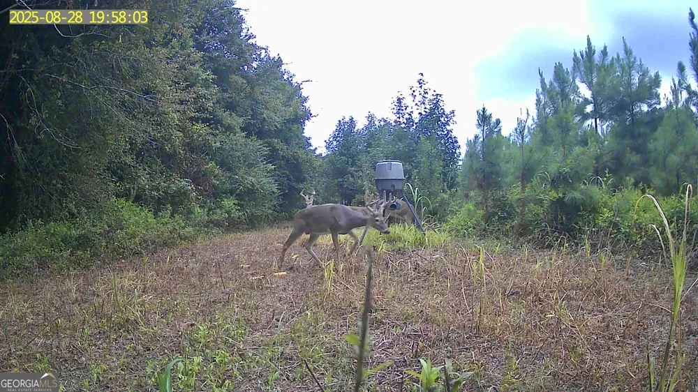 0 Jenkins Farm RD Byromville, GA 31007