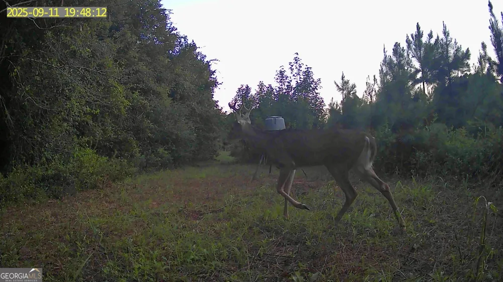 0 Jenkins Farm RD Byromville, GA 31007
