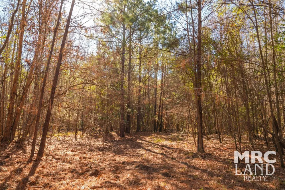 Recreational Road 255 Colmesneil, TX 75938