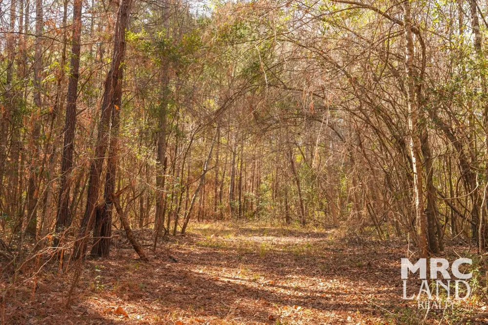 Recreational Road 255 Colmesneil, TX 75938