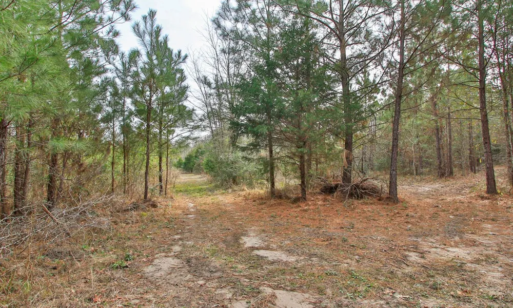 495 Pinecrest Drive Point Blank, TX 77364
