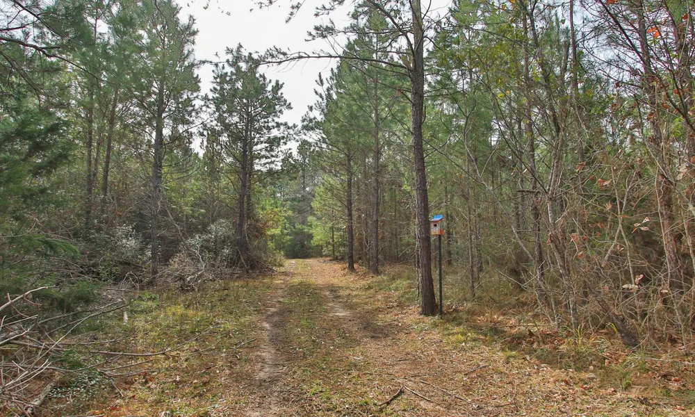 495 Pinecrest Drive Point Blank, TX 77364