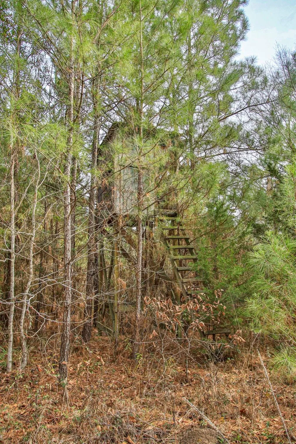495 Pinecrest Drive Point Blank, TX 77364