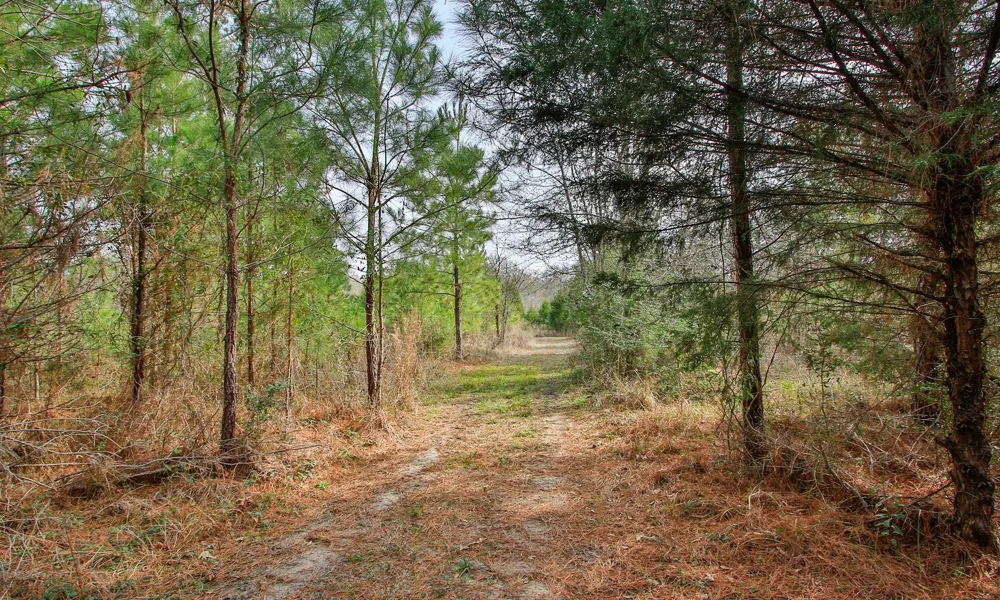 495 Pinecrest Drive Point Blank, TX 77364