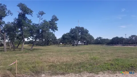 Enchanted Oaks