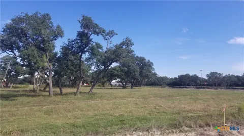 Enchanted Oaks