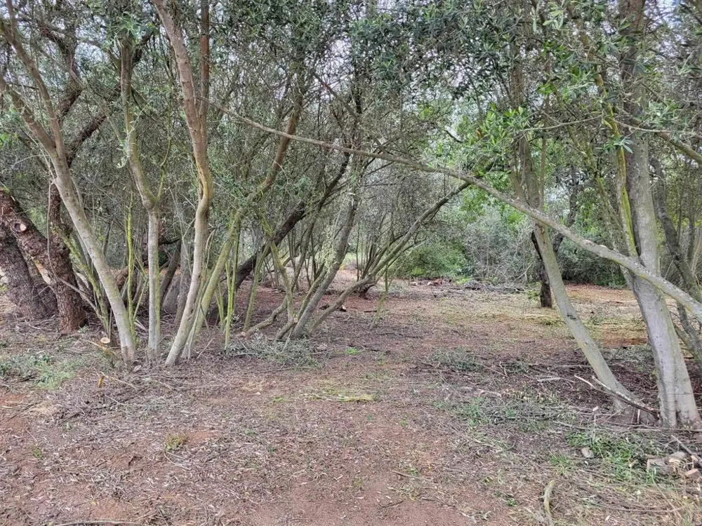 616 Alpine Heights-20acres Alpine, CA 91901