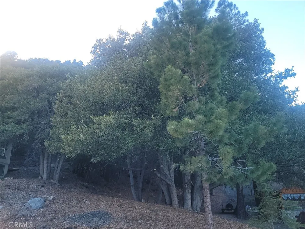 Desert View Wrightwood, CA 92397
