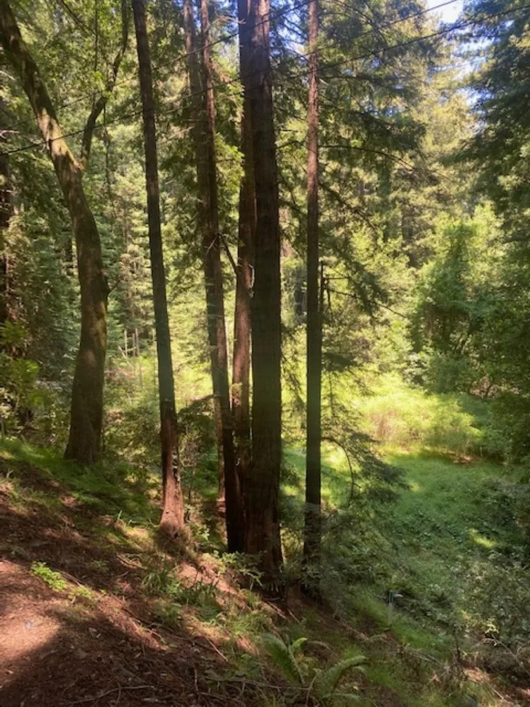 2 Wainwright Pl Mill Valley, CA 94941