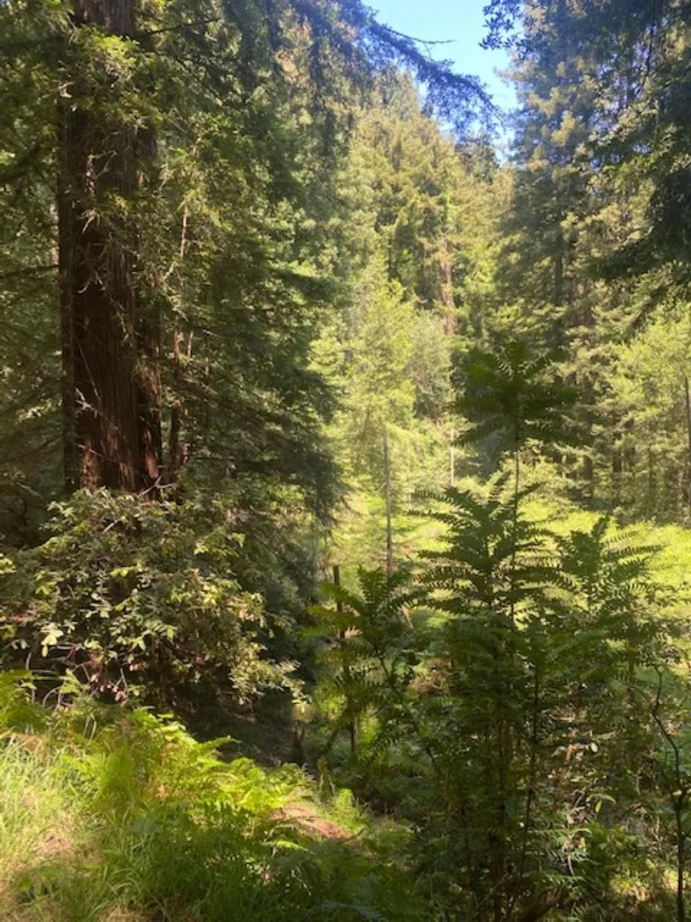 2 Wainwright Pl Mill Valley, CA 94941