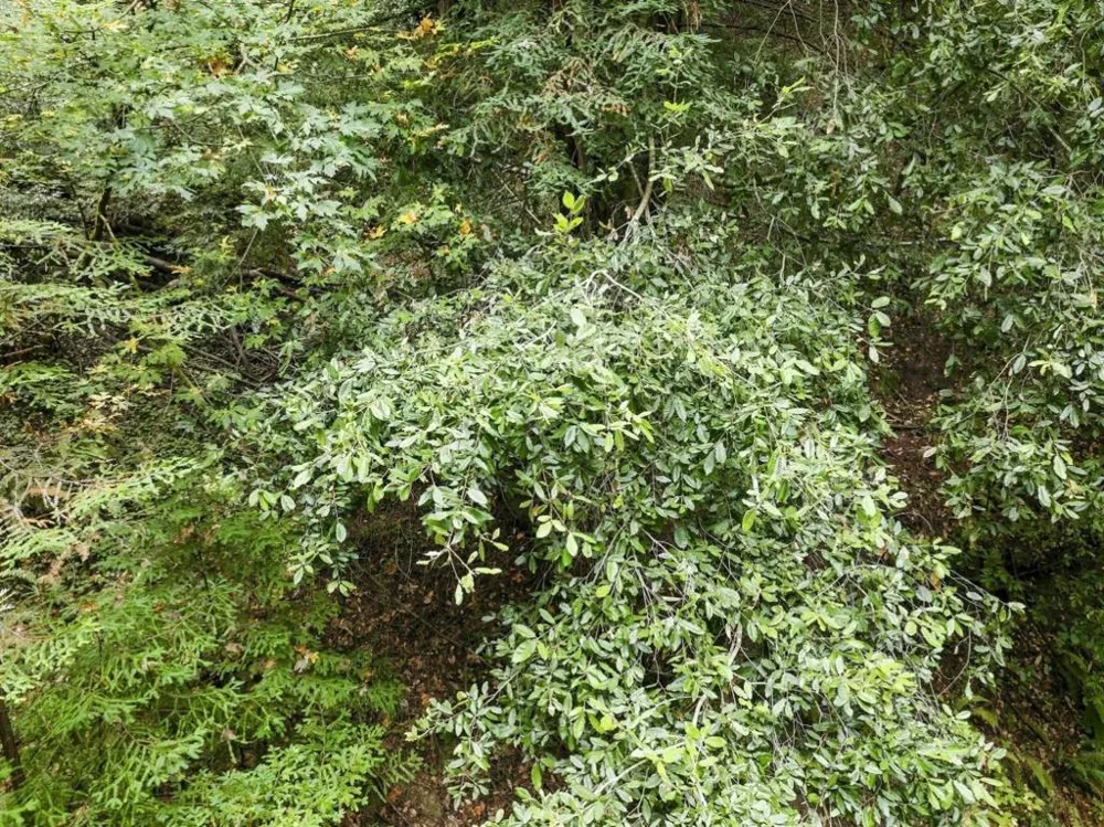 Pringle Lane Soquel, CA 95073