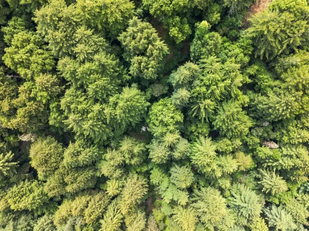 Pringle Lane Soquel, CA 95073