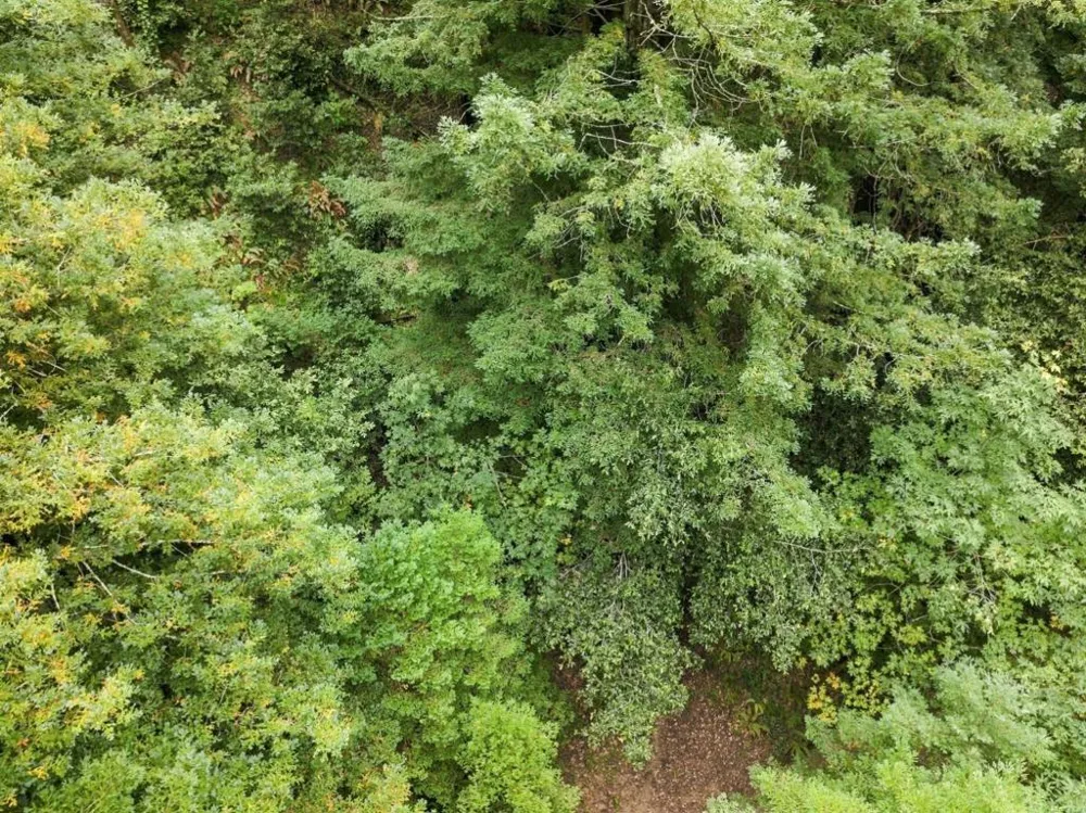 Pringle Lane Soquel, CA 95073
