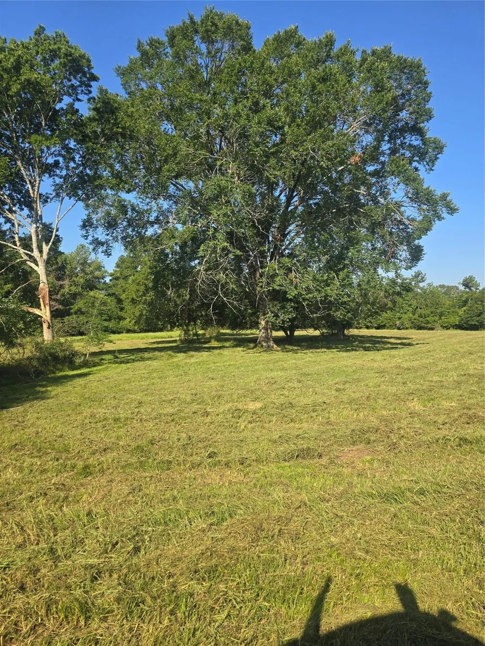 Hwy 150 W Coldspring, TX 77331