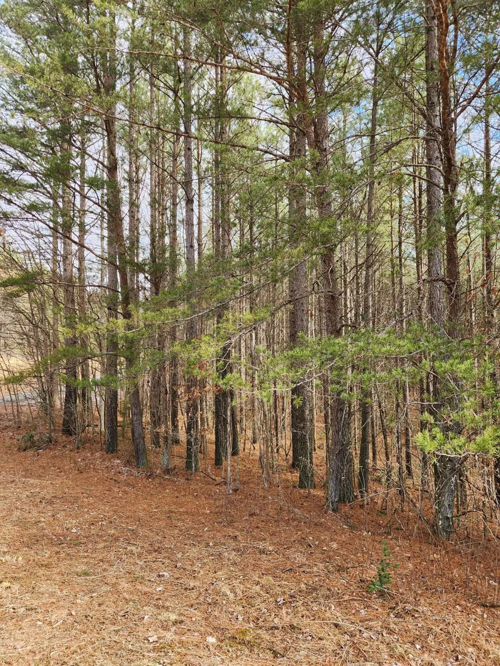 Sunset Road Spencer, TN 38585