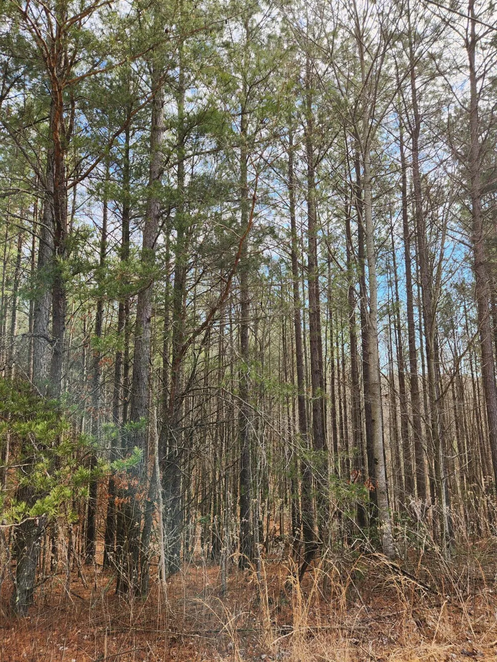Sunset Road Spencer, TN 38585