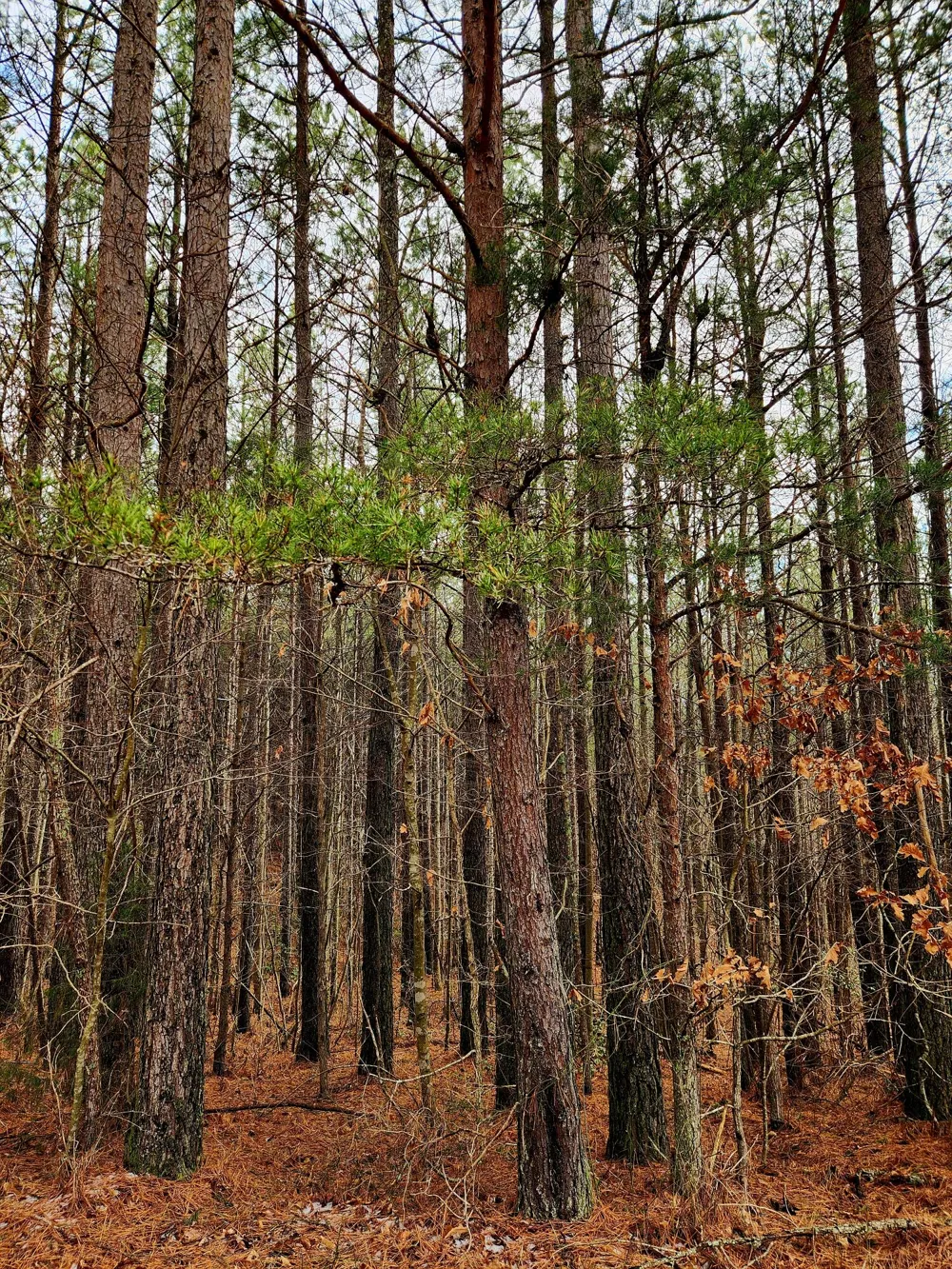 Sunset Road Spencer, TN 38585
