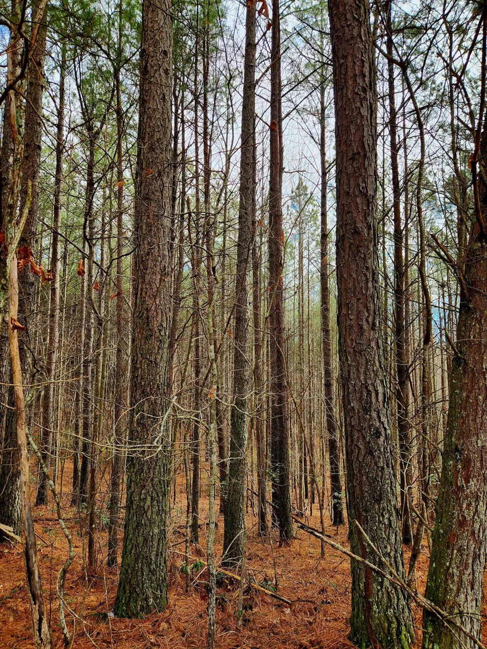 Sunset Road Spencer, TN 38585