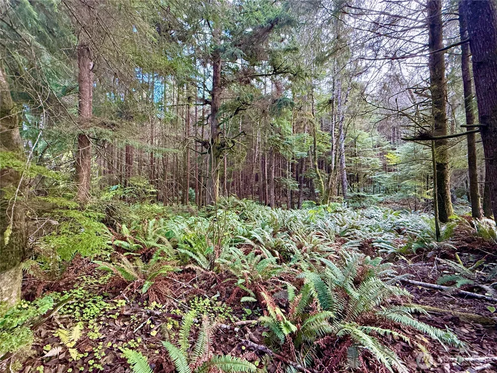 0 Copalis Beach Road Copalis Beach, WA 98535