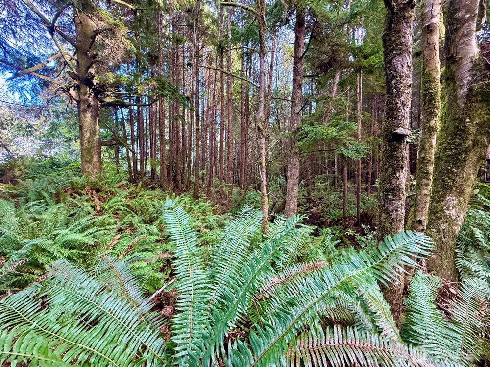 0 Copalis Beach Road Copalis Beach, WA 98535