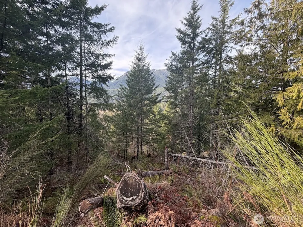 115 Ridge Lane Packwood, WA 98361