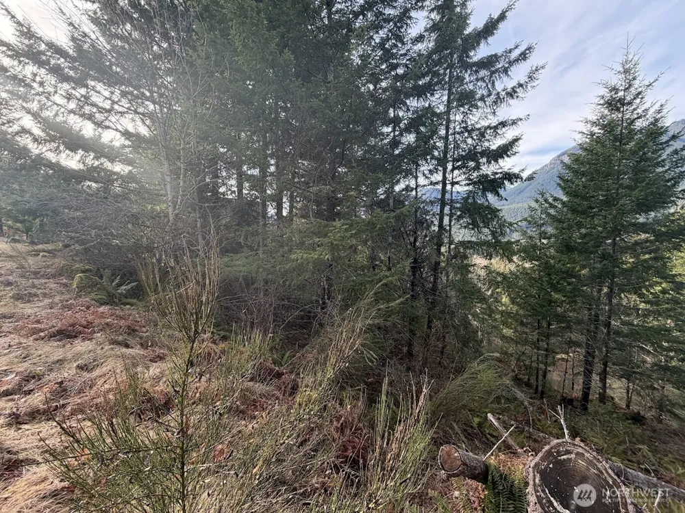 115 Ridge Lane Packwood, WA 98361