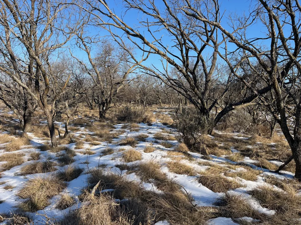 Burwick Road Jacksboro, TX 76458