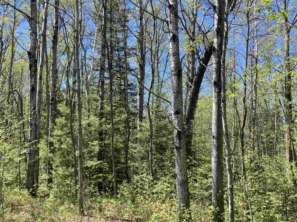 W Miller Road Elmer Township, MI 49647