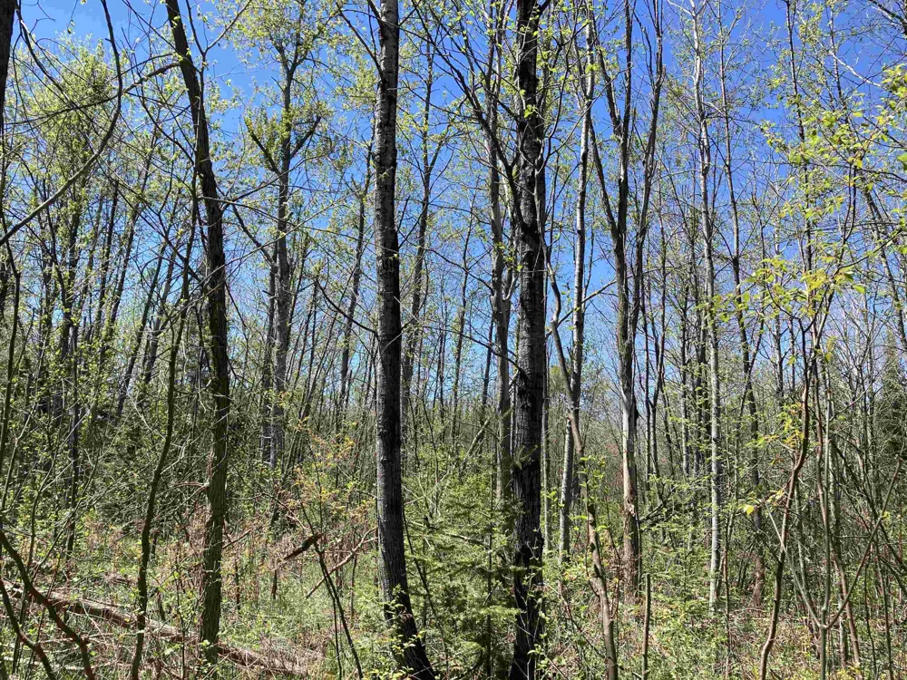 W Miller Road Elmer Township, MI 49647