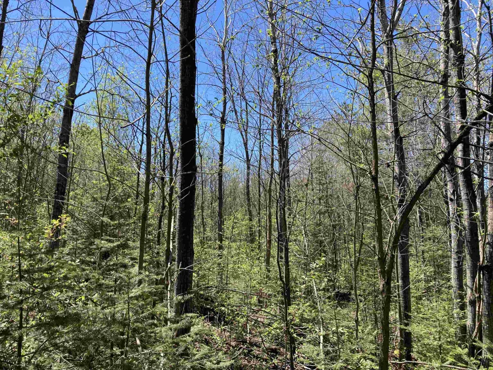 W Miller Road Elmer Township, MI 49647