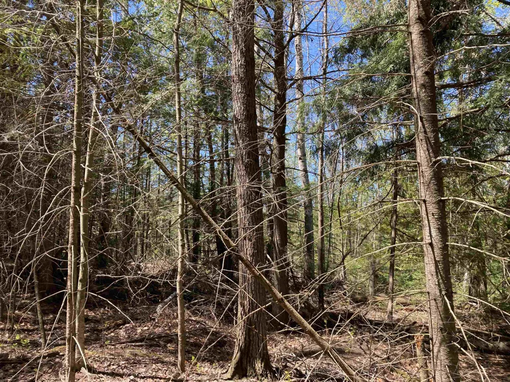 W Miller Road Elmer Township, MI 49647
