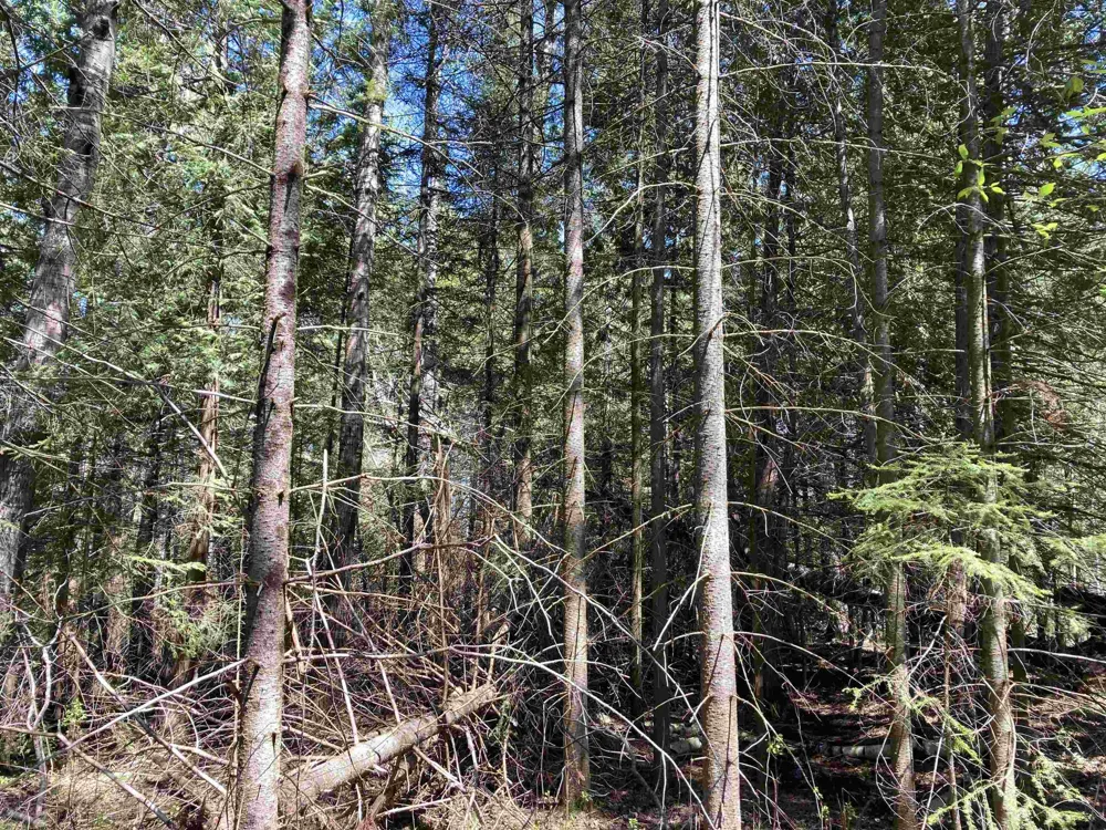 W Miller Road Elmer Township, MI 49647