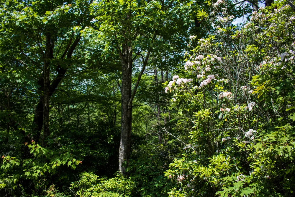 TBD Fox Den Road Brevard, NC 28712