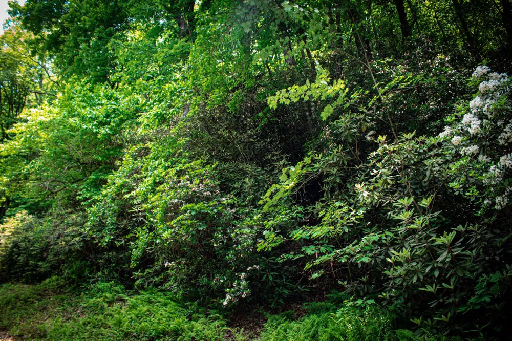 TBD Fox Den Road Brevard, NC 28712