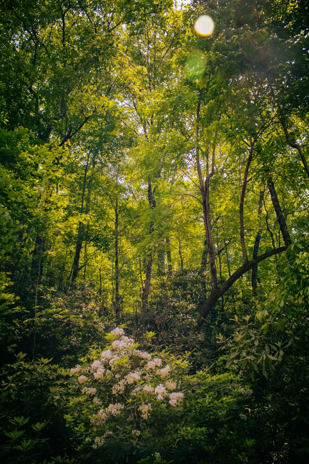 TBD Fox Den Road Brevard, NC 28712