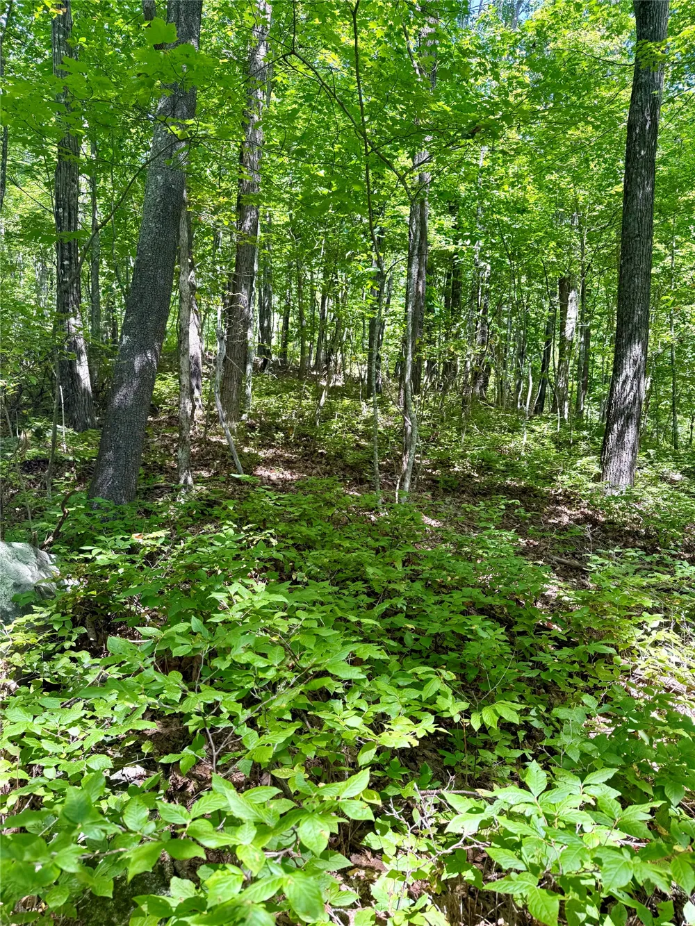 115 Black Oak Drive Sapphire, NC 28774