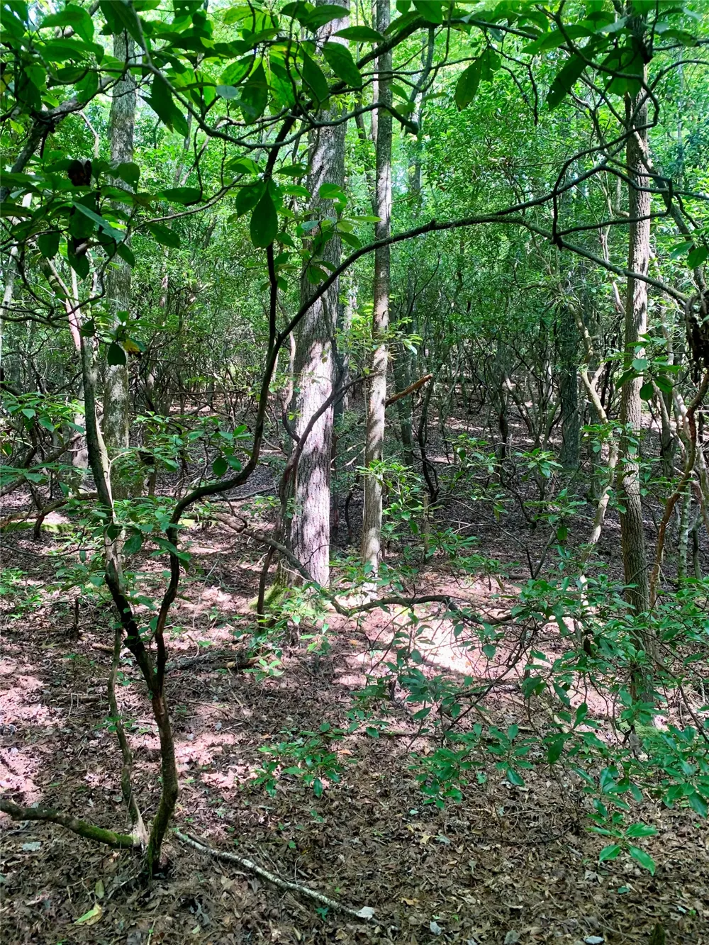 Lot 6 Double Creek Road Brevard, NC 28712