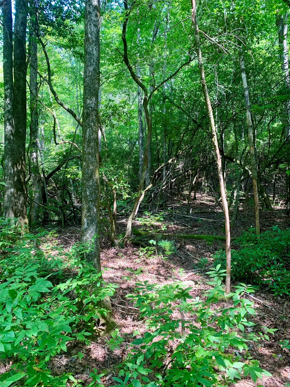 Lot 6 Double Creek Road Brevard, NC 28712