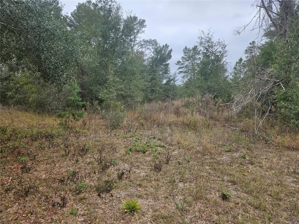 SE HIGHWAY 42 Weirsdale, FL 32195