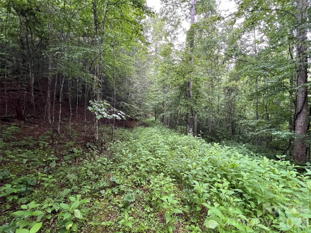 TBD Staghorn Road Purlear, NC 28665