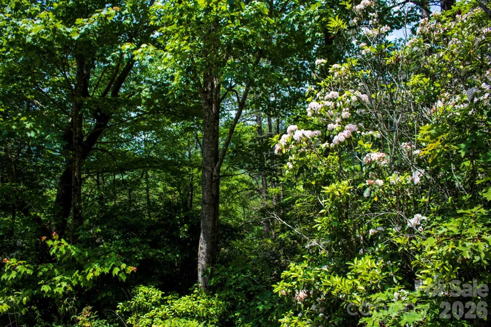 TBD Fox Den Road #57&59 Brevard, NC 28712