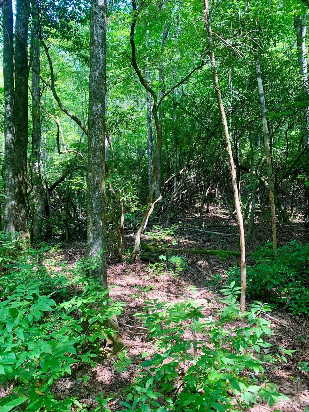 6 Double Creek Road #6 Brevard, NC 28712