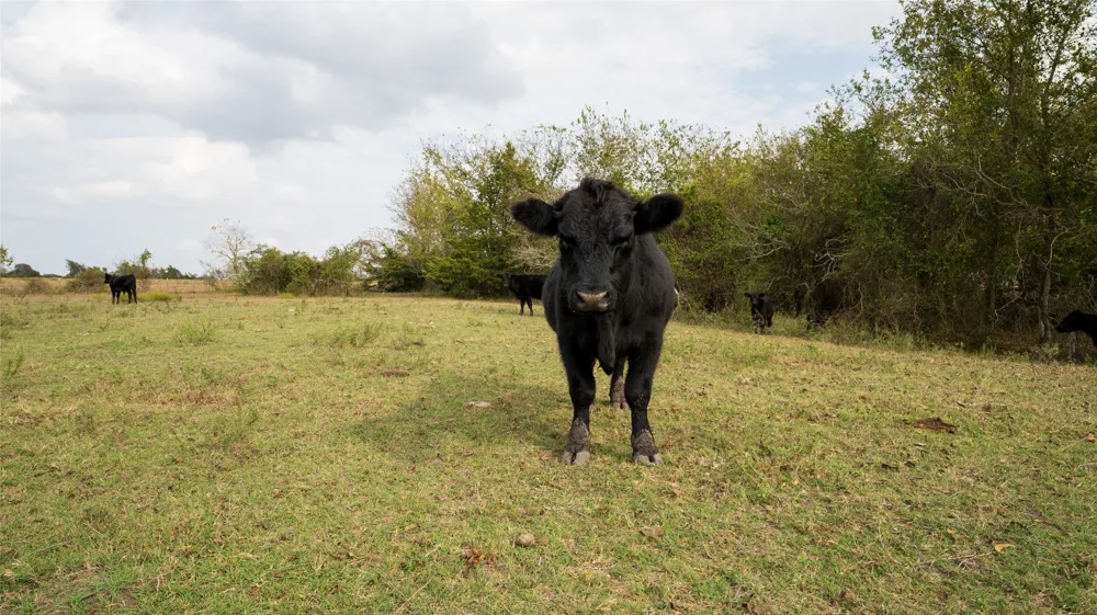 4646 Fm 2679 Road Burton, TX 77835