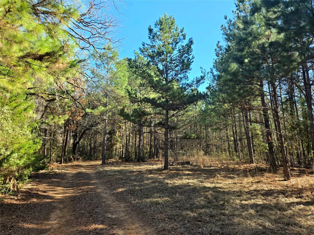 3901 County Road 1585 Grapeland, TX 75844