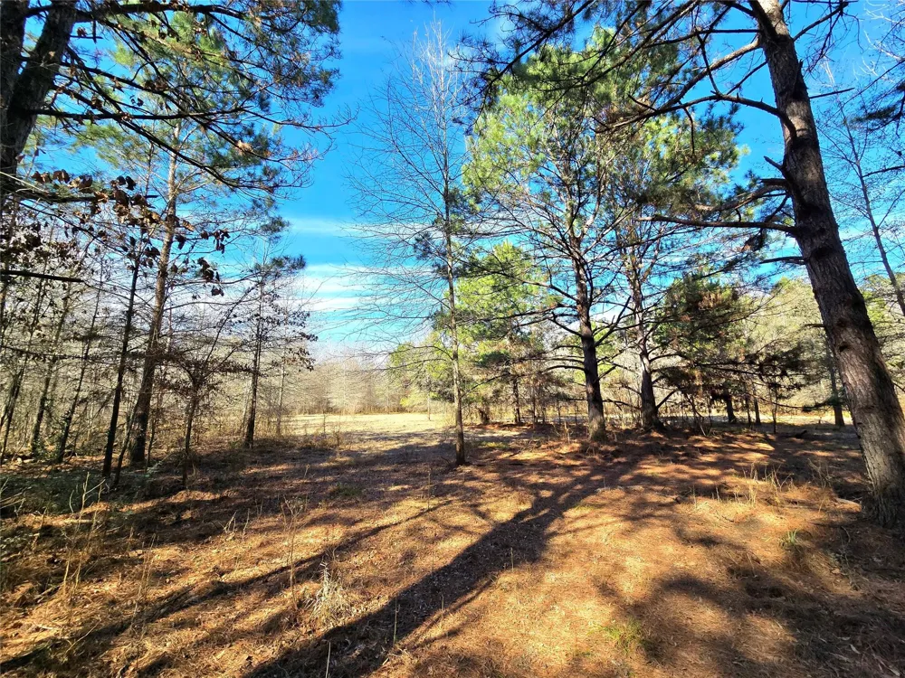 3901 County Road 1585 Grapeland, TX 75844