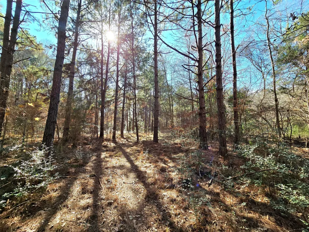 3901 County Road 1585 Grapeland, TX 75844